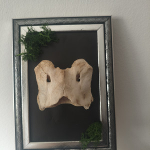 Ramka do powieszenia i postawienia z atlasem przeżuwacza