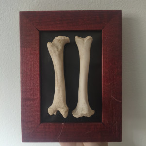 Ramka z kośćmi szczeniaka