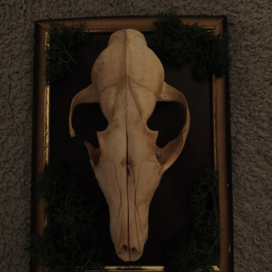 Ramka z czaszka lisa oraz mchem