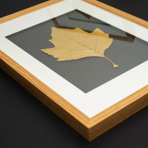 Złoty Liść Platan Klonolistny w Dębowej Ramie 20x30cm. Naturalny Obraz