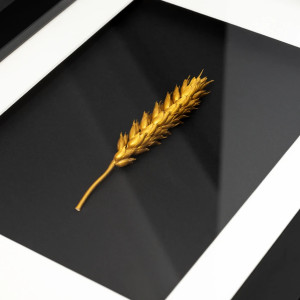 Złoty Kłos Pszenicy w Czarnej Ramie. Nowoczesny Obraz 3D. Naturalny Dekor Ścienny