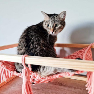 Hamak legowisko dla kota lub małego psa