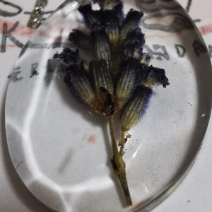 Wisiorek z lawendą naszyjnik lawenda naszyjnik z kwiatami