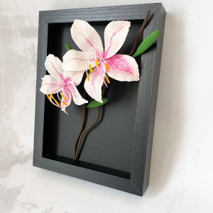 Bauhinia - kwiaty w ramce