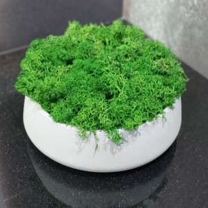 Mech, chrobotek reniferowy w betonie MR handmade