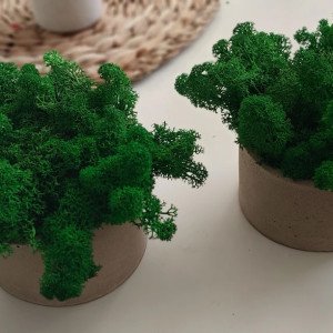 Mech, chrobotek reniferowy w betonie MR handmade