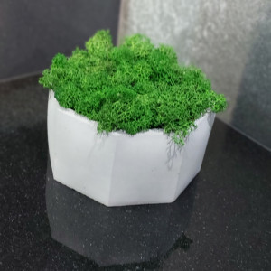 Mech, chrobotek reniferowy w betonie MR handmade