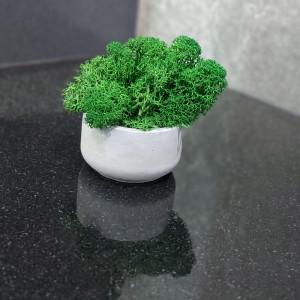 Chrobotek mech komunia wesele ślub podziekowanie