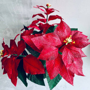 GWIAZDA BETLEJEMSKA Poinsecja w doniczce