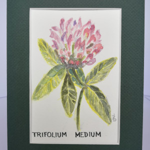 Koniczyna pogięta/ Trifolium medium