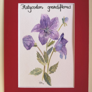 Rozwar wielkokwiatowy/ Platycodon grandiflorus