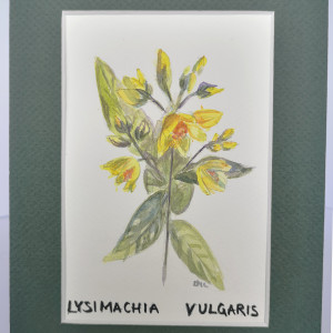 Tojeść pospolita/ Lysimachia vulgaris