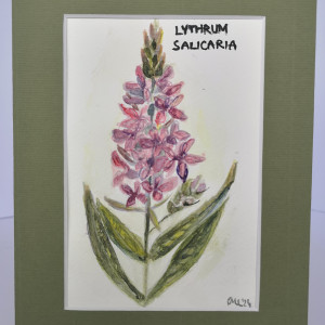 Krwawnica pospolita/ Lythrum salicaria