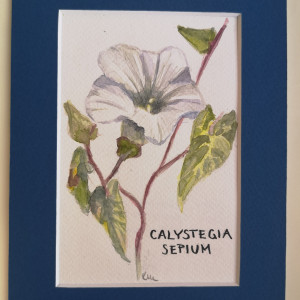 Kielisznik zaroślowy/ Calystegia sepium