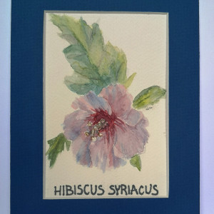 Ketmia syryjska/ Hibiscus syriacus
