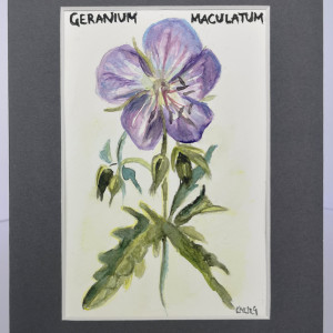 Bodziszek plamisty/ Geranium maculatum