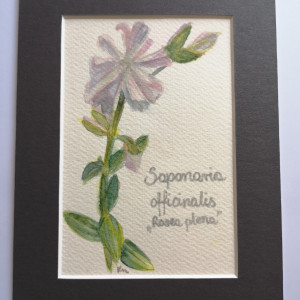 Mydlnica lekarska/ Saponaria officinalis