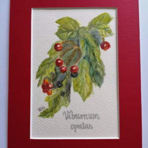 Kalina koralowa/ Viburnum opulus