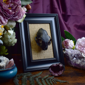 Gotycka ozdoba na ścianę - czaszka kota w czarnej ramce #1