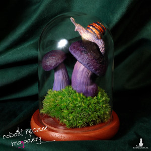 Zasłoniak Fioletowy