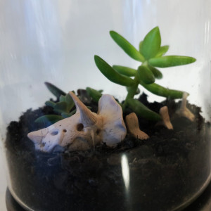 Szkielet dinozaura do doniczki