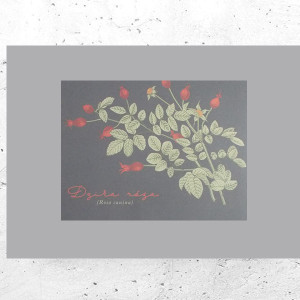 botaniczny plakat A4, rośliny plakat na ścianę, plakat z roślinami, vintage plakat A4, retro plakat z kwiatami, mały plakat do domu