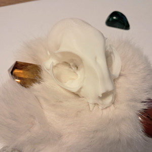 wydruk czaszki kota biały