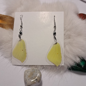 kolczyki ze skrzydeł cytrynka