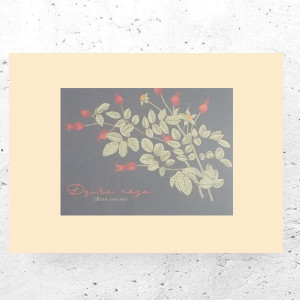 botaniczny plakat A4, rośliny plakat na ścianę, plakat z roślinami, vintage plakat A4, retro plakat z kwiatami, małe plakaty do domu, retro posters A4, plakaty w stylu vintage