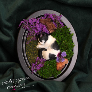 KALA - śpiący kotek