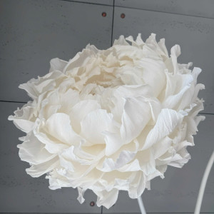 Piwonia napakowana płatkami