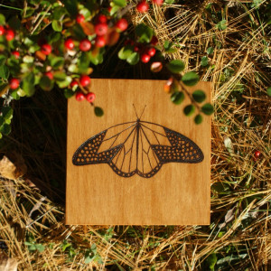 szkatułka/herbaciarka z ćmą