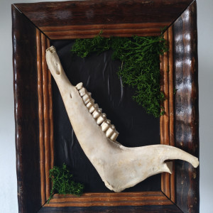 Vintage ramka z żuchwa owcy