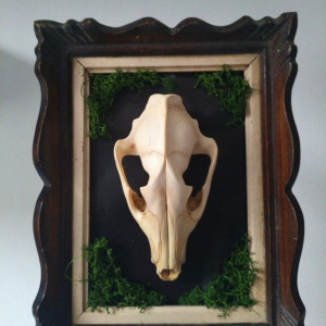 Ramka z czaszka jenota