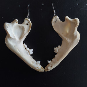 Kolczyki z żuchwy jenota