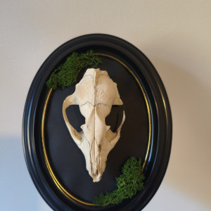 Ramka okrągła z czaszka jenota z mchem