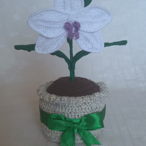 Orchidea w doniczce🌸 - ozdoba domu, podziękowanie, prezent na każdą okazję