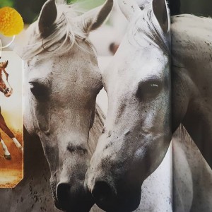 Zakładka do książki Konik