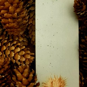 Zakładka do książki Squirrel