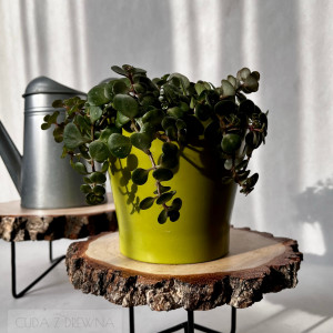 Drewniana podstawka z plastra drewna, unikat!