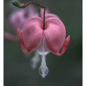 Dicentra spectabilis plik jpg