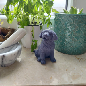 Świeca sojowa pies labrador