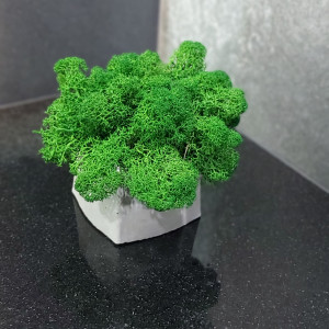 Mech, chrobotek reniferowy w betonie MR handmade