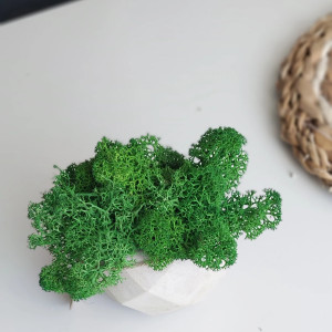 Mech, chrobotek reniferowy w betonie MR handmade