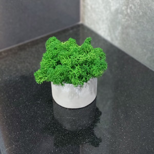 Mech, chrobotek reniferowy w betonie MR handmade