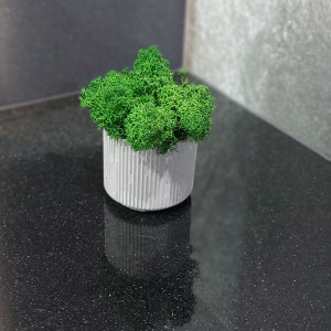 Mech, chrobotek reniferowy w betonie MR handmade