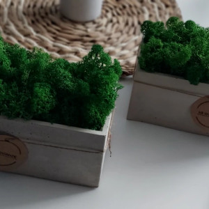 Mech, chrobotek reniferowy w betonie MR handmade