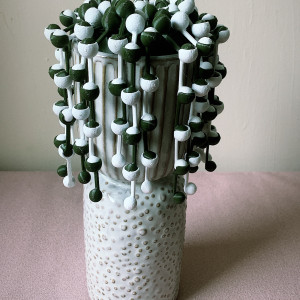 Wieczny starzec Senecio rowleyanus variegata dekoracja kwiatowa