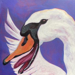 obraz akrylowy, łabędź, zbliżenie