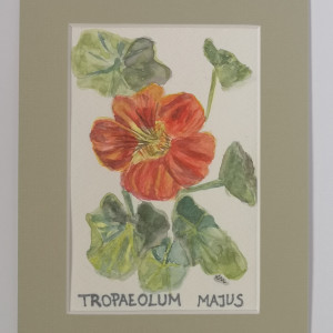Nasturcja większa/ Tropaeolum Majus
